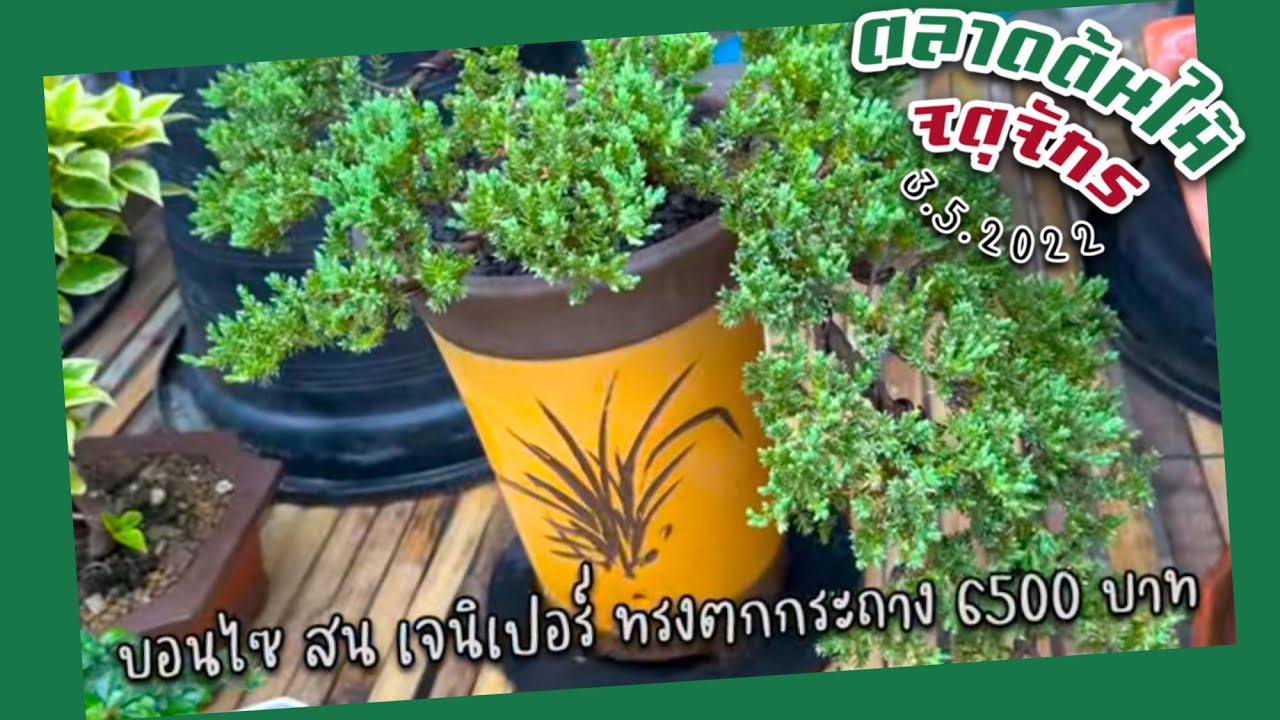 ไห้ นิปปอน! บอนไซ สนเจนิเปอร์ ทรงตกกระถาง 6500 บาท ร้านพี่เหนา | ตลาดต้นไม้จตุจักร 3.5.2022