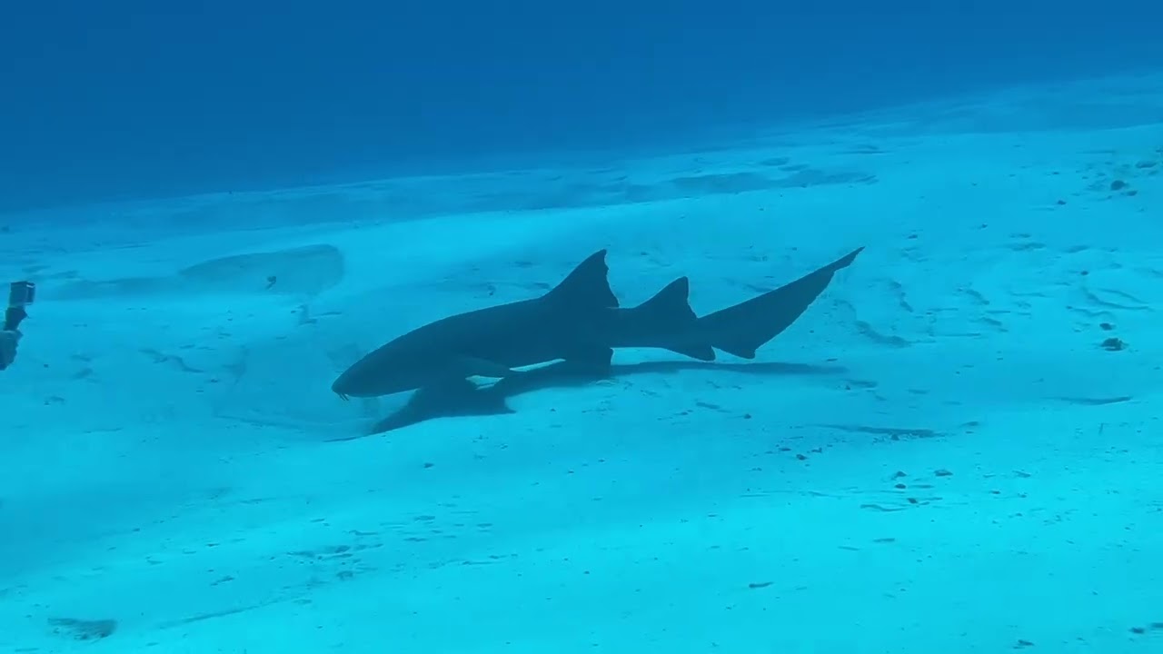 Highlights From Cozumel 2026
