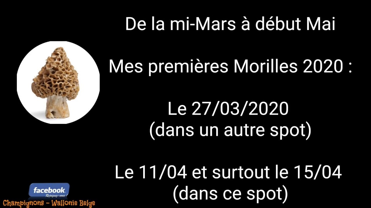 Morilles : &Eacute;volution sur 50 jours du biotope