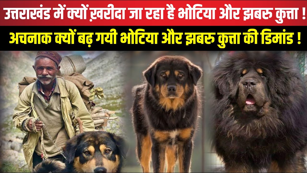 Uttarakhand में क्यों ख़रीदा जा रहा है भोटिया और झबरु कुत्ता ! | Uttarakhand News Special Story