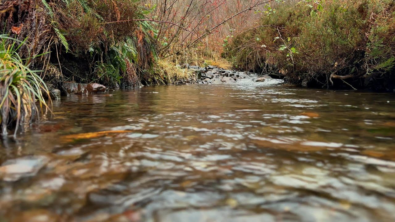 Winter Solstice Stream - 20 Minutes of Flow | Scotland