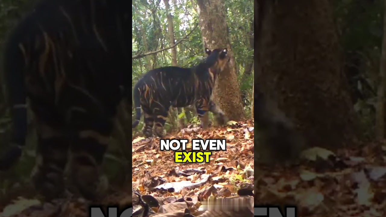 THESE ARE THE TOP 5 RAREST ALBINO AND MELANISTIC ANIMALS!