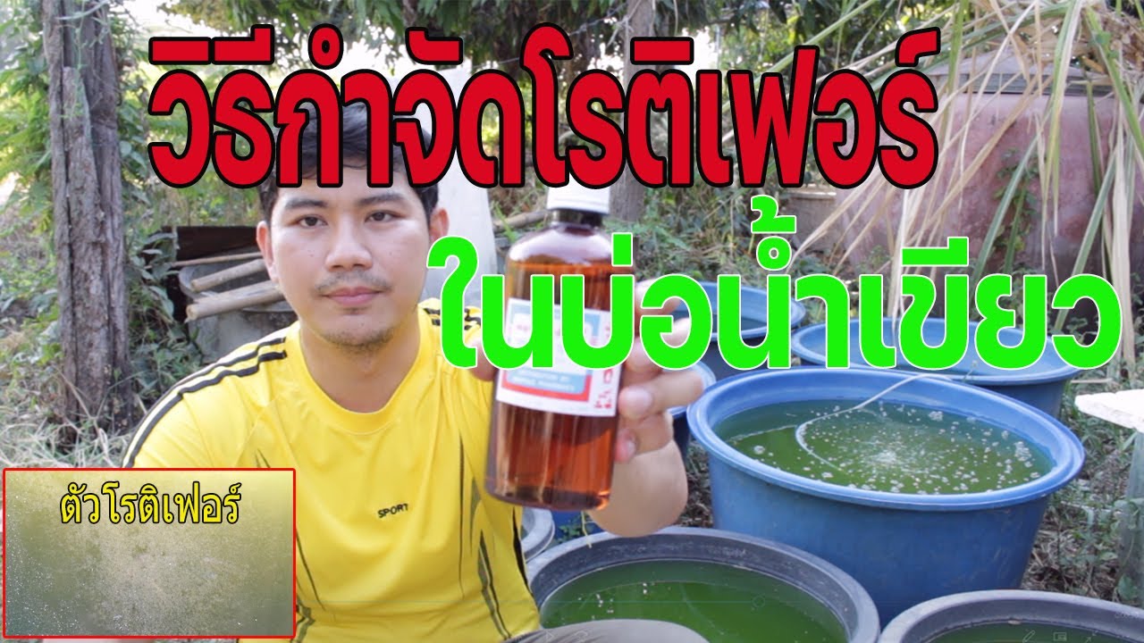 วิธีกำจัดโรติเฟอร์ในบ่อน้ำเขียวเลี้ยงไรแดง
