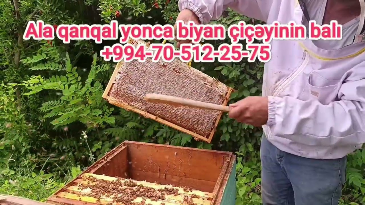 QANQAL ÇİÇƏYİNİN BALI
