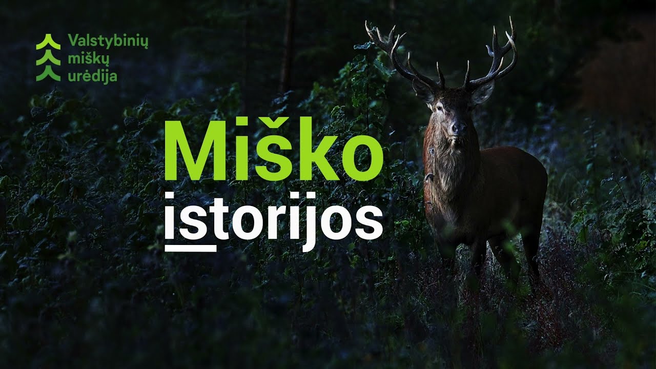 Punios šilas – ypatingą istoriją turinti vieta | Valstybinių miškų urėdija
