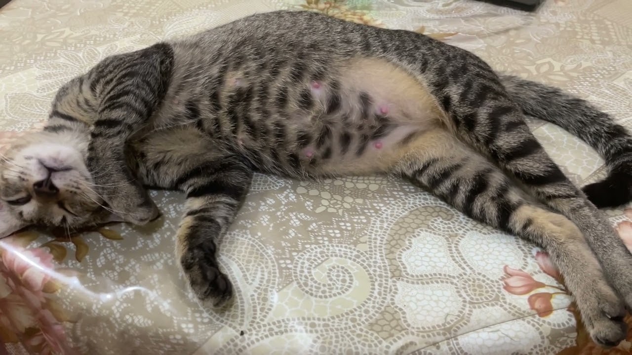 My cat sleeping 🤫🤫#youtubers  #bengbeng  #catlover  #cat