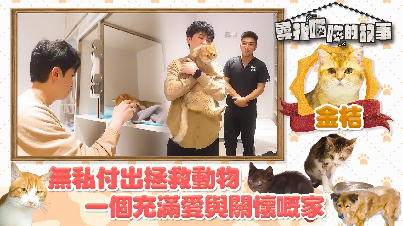 尋找喵喵的故事 ｜EP2 PT1｜ 無私付出拯救動物 一個充滿愛與關懷嘅家 ｜ HOYTV
