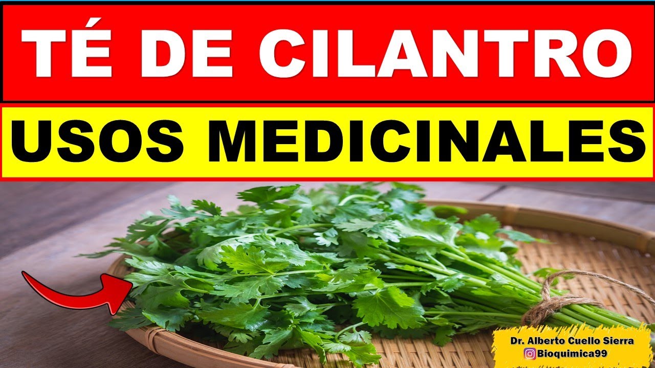 TÉ DE CILANTRO - USOS MEDICINALES
