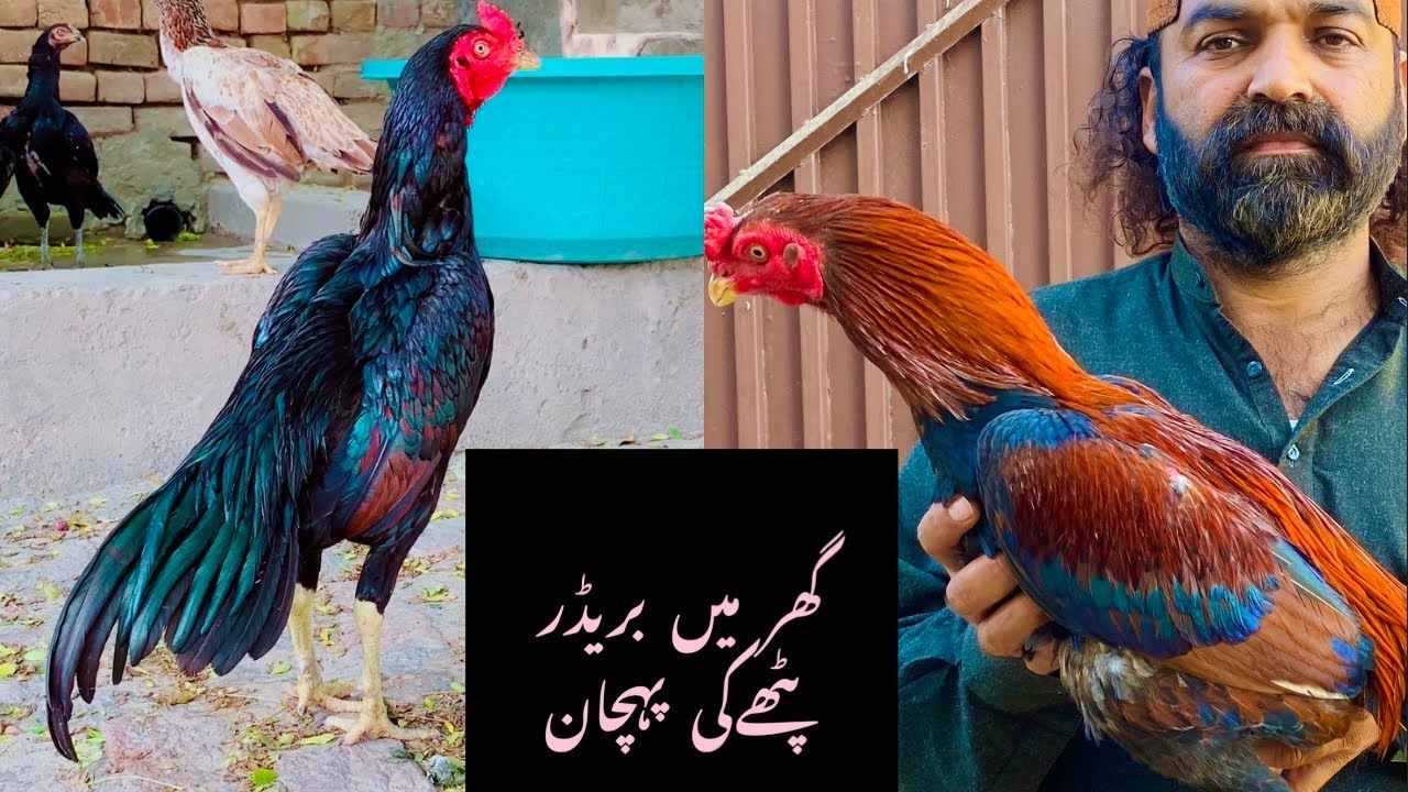 بہترین بریڈ کے لیے سب سے اچھا پٹھا کیسے منتخب کریں