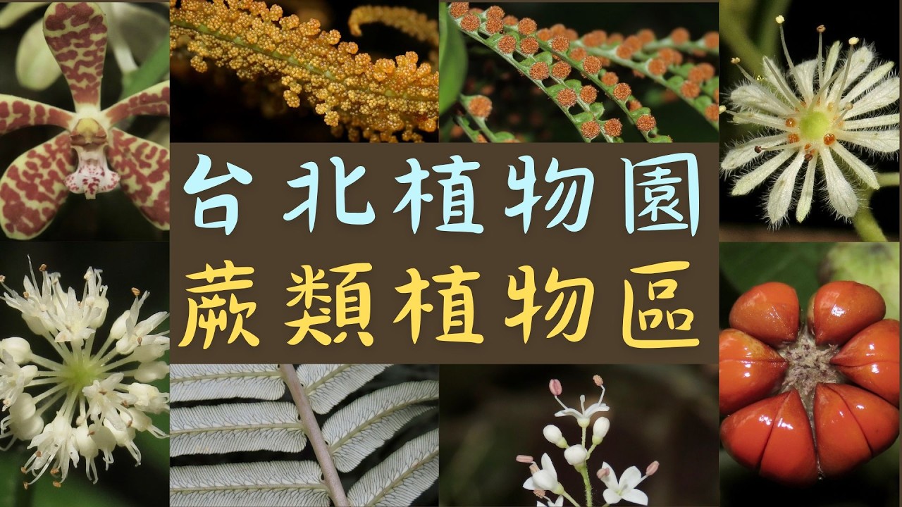 豐富的蕨類植物生態，與各種新奇花卉，走進蕨類植物區，看見另一種不同的植物生命力。