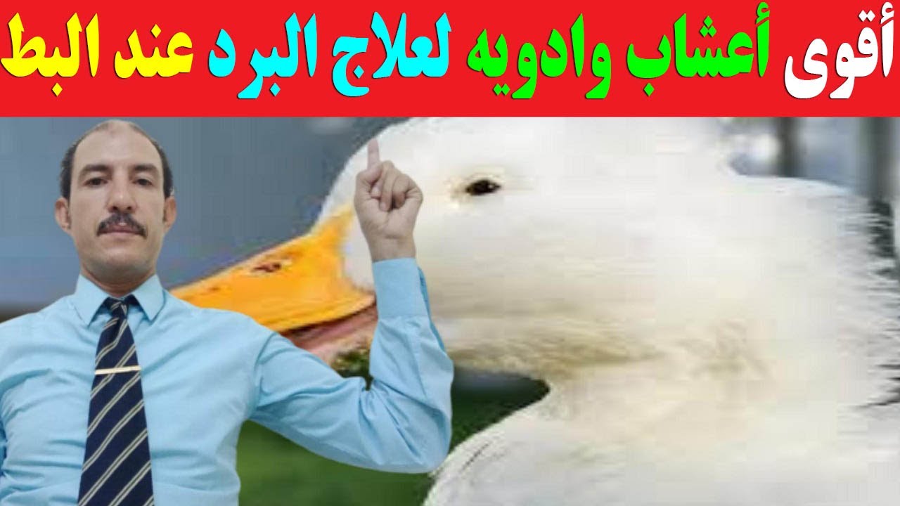 الحل النهائي لمشاكل البرد عند البط بألاعشاب الطبيعية والادوية