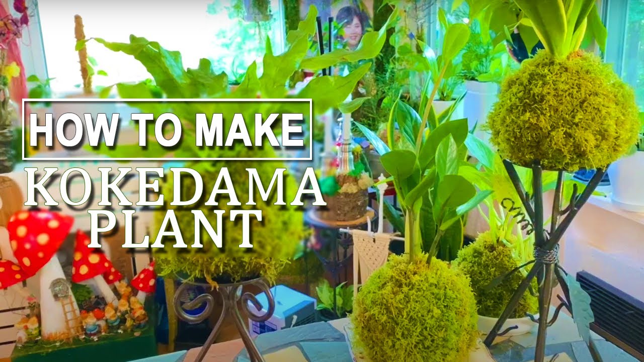 HOW TO MAKE A KOKEDAMA WITH A SPHAGNUM MOSS