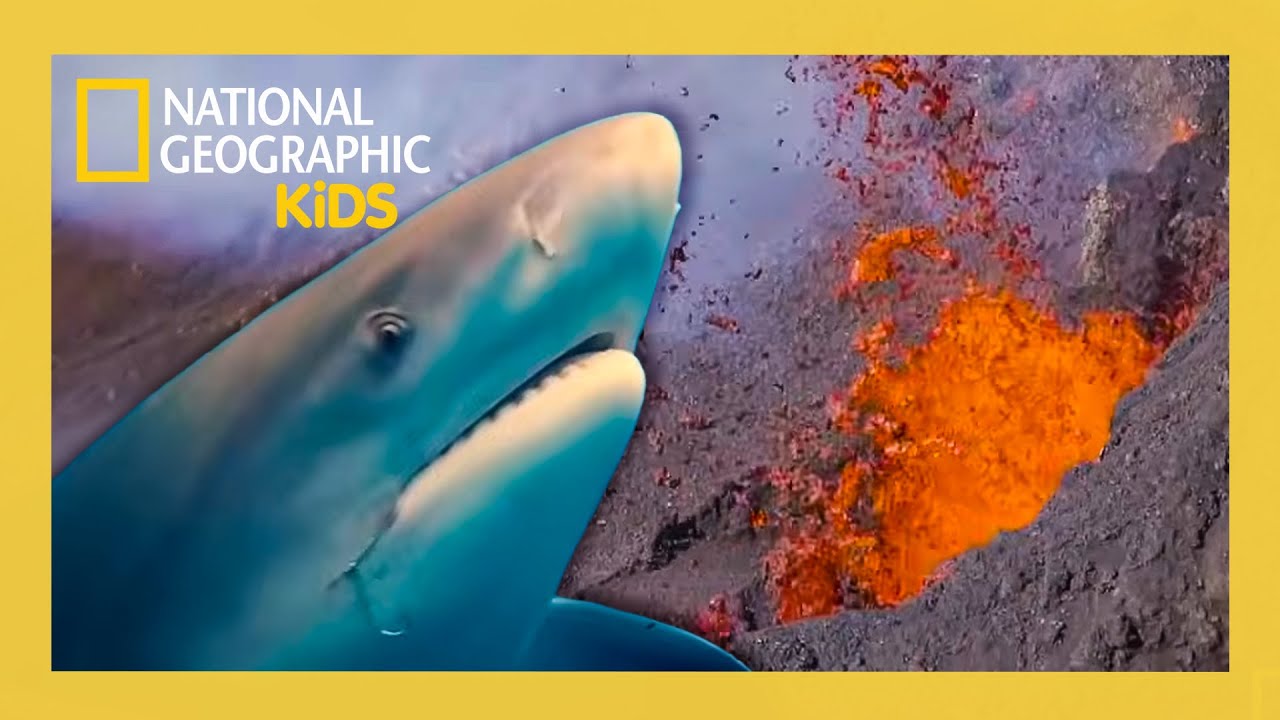 It's a Shark Eruption! 🦈🌋 | Sharkcano Full Special | @natgeokids