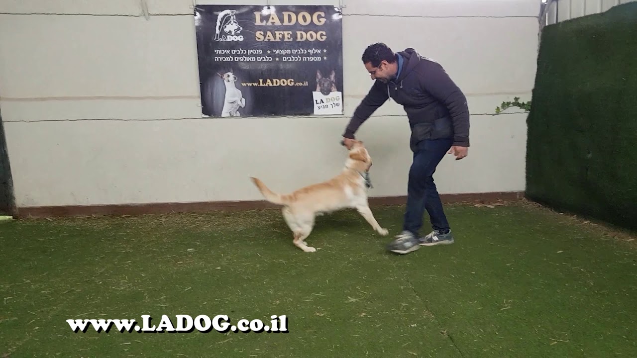 לברדור רטריבר בסיום קורס אילוף בחברת - LADOG -