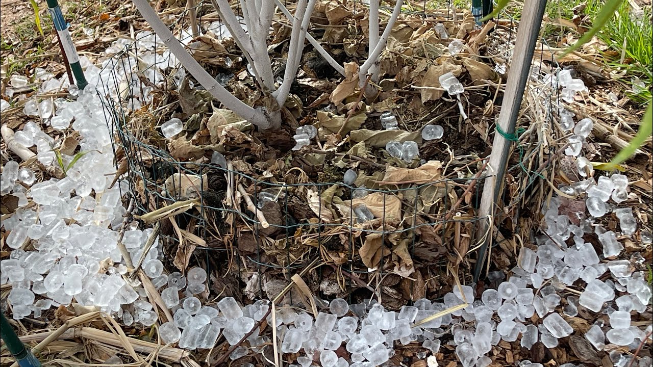 Chill Hours for Pawpaw Trees at Abah Garden in Las Vegas