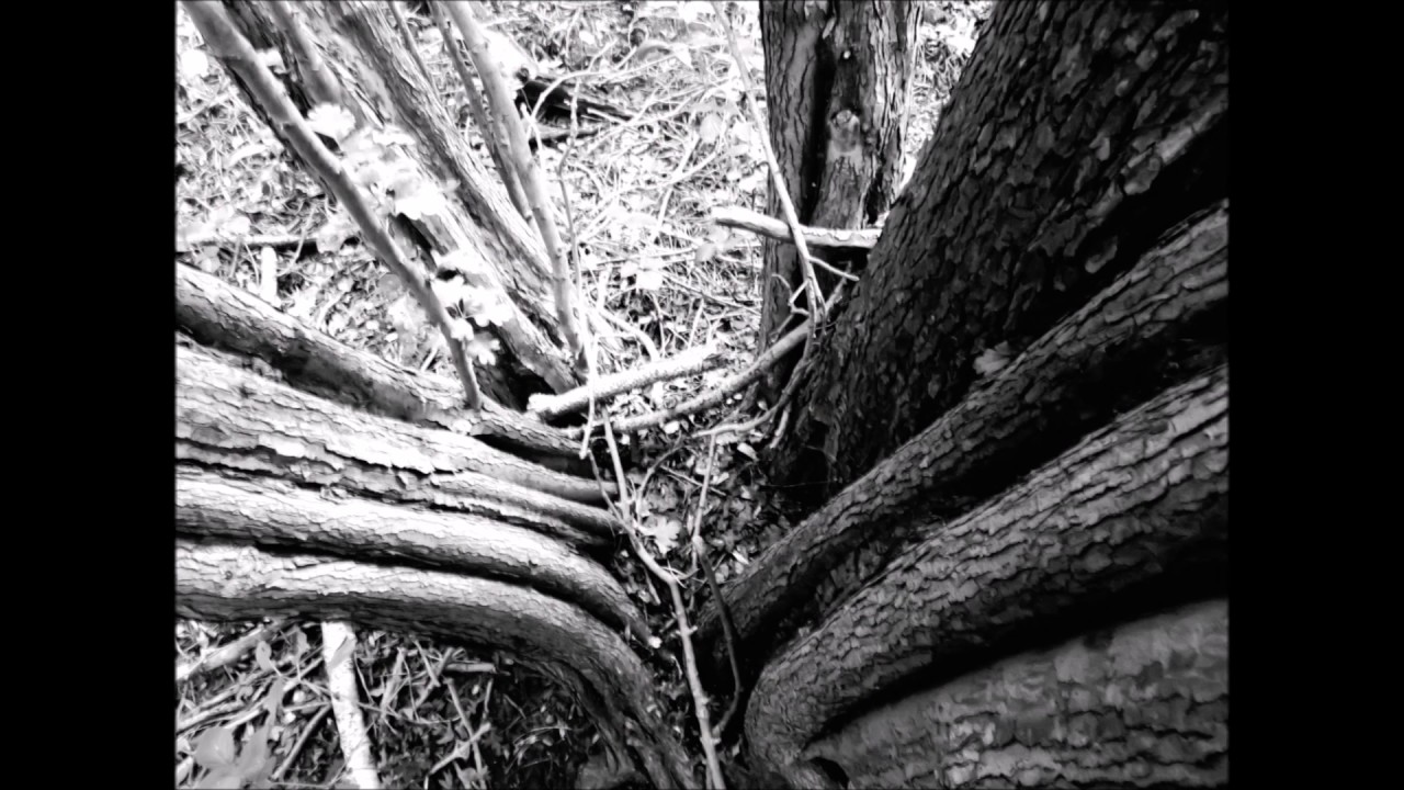 Mythago Wood and Mr Vaughan Williams