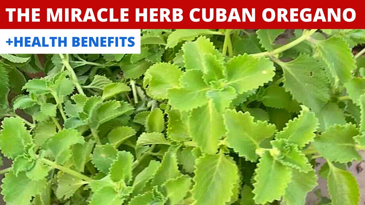 The Miracle Herb | Cuban Oregano | Plectranthus Amboinicus | Health Benefits | + Propagation