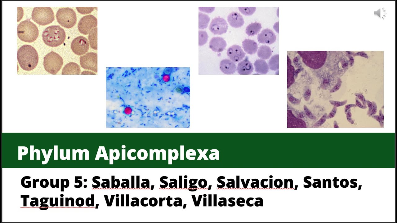 Group 5 Apicomplexa: Plasmodium and Toxoplasma