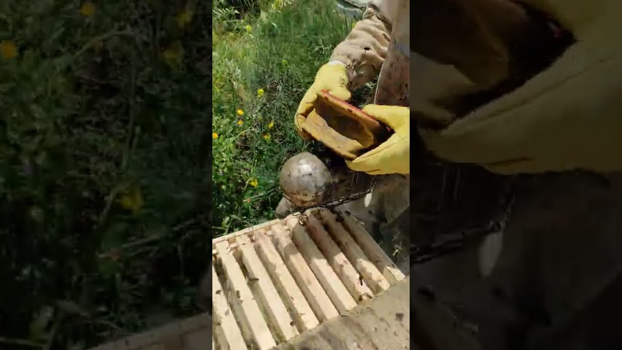 تحفيز النحل على مط نصف العاسلة الثانية في وقت قصير مع مضاعفة العسل