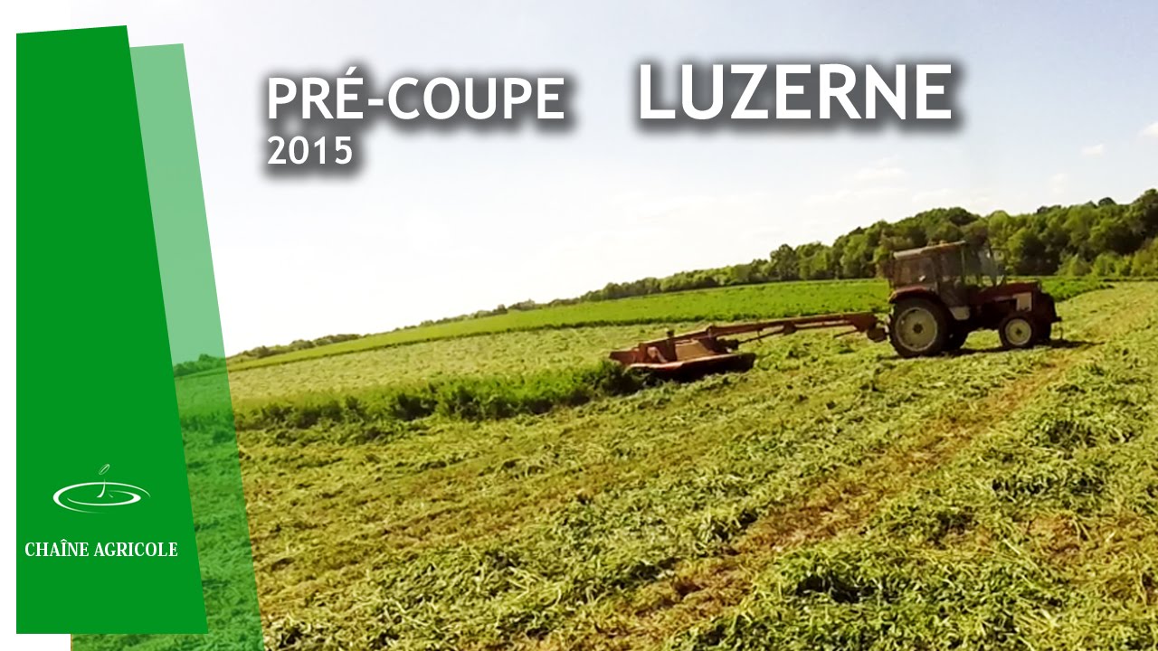 Pré-coupe de la luzerne porte graine