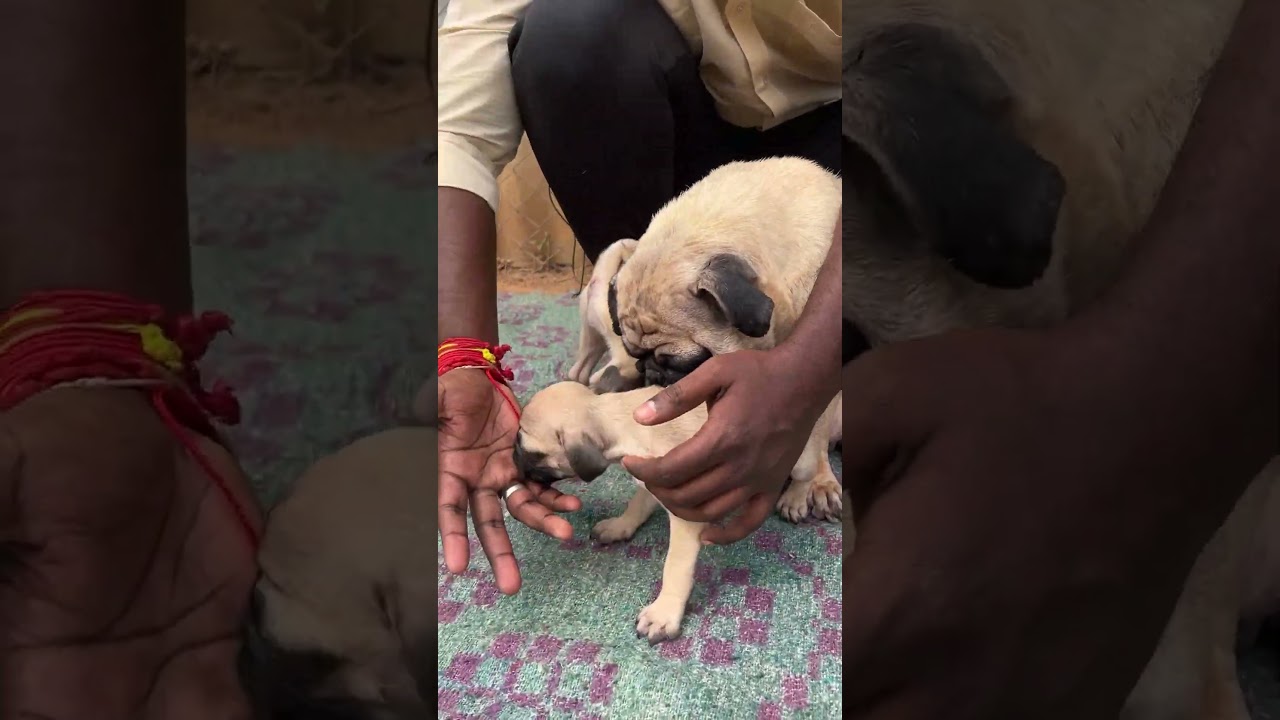 ரூ3000 முதல் Largest Dog Kennel | Coimbatore Kennel