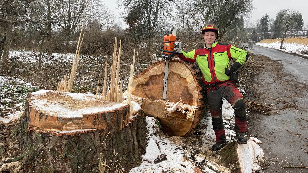 STIHL MS 660 a přetahování velkého topolu / Big poplar pulling for high voltage lines #2