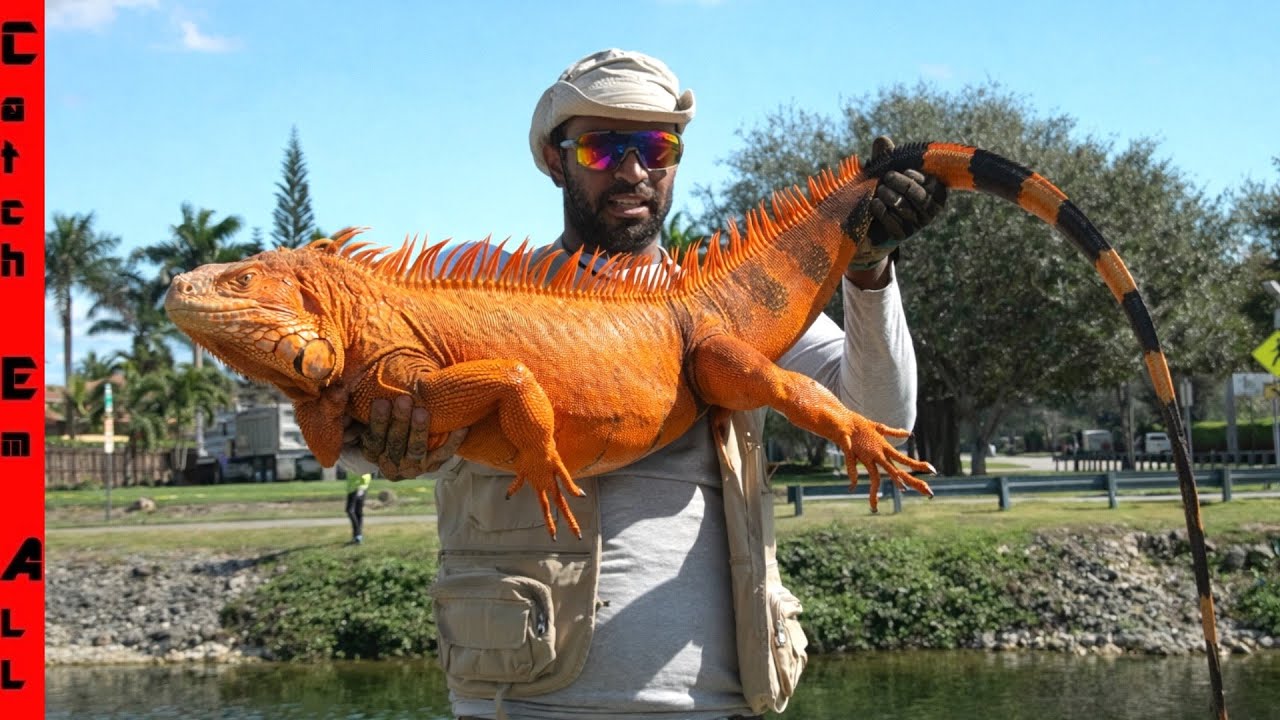 The GIANT IGUANA are EXPLODING in the COLD!