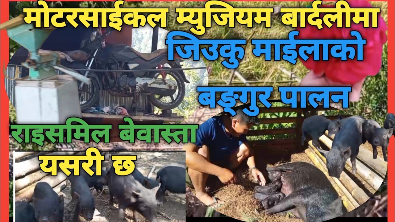 बरन्डामा मोटरसाईकल म्युजियम साथै हाङदुङे बङगुर माउ पालन//पहाडको सेउले गोठ#bhojpur #hatuwagadhi 