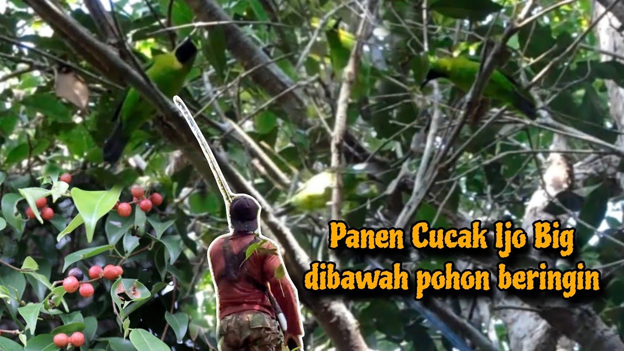 EDANN POIN BERTUBI-TUBI !!! MIKAT CUCAK IJO SAAT POHON BERINGIN LAGI BERBUAH LEBAT