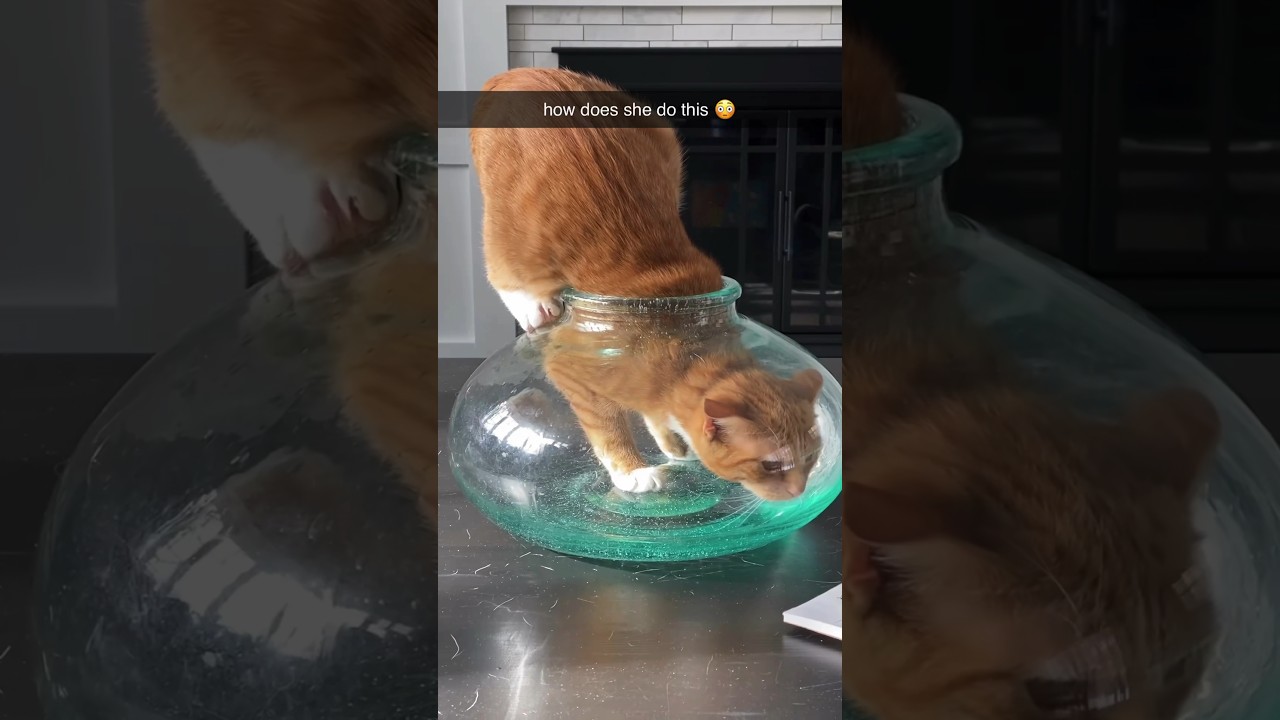 Доказательство того, что кошки &mdash; жидкость ❤️😂