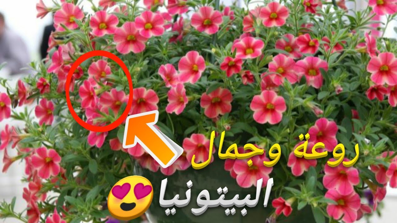 أسرار زراعة نبات البيتونيا