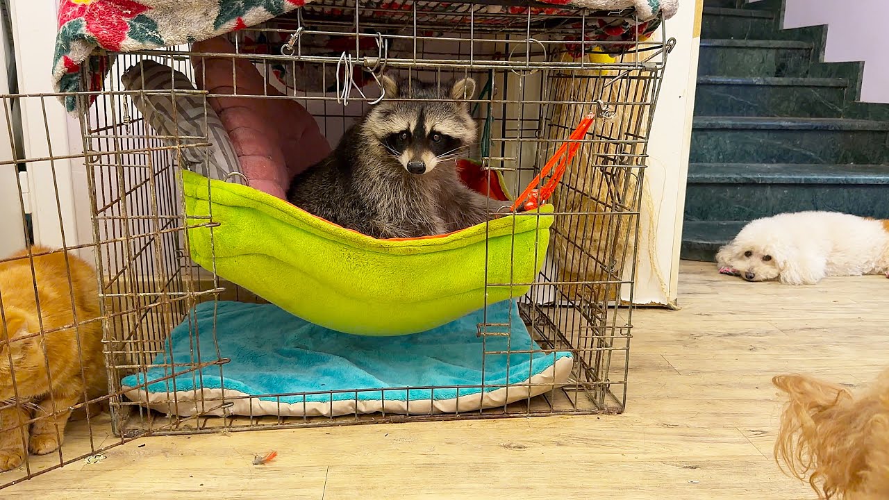 The raccoon hid from Yukka's persistent dog. Енот спрятался] от приставучей собаки Юкки.