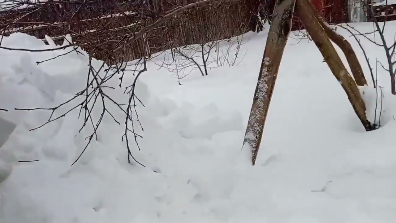 19.02.2026 попыталась почистить теплицу, и у меня ничего не получилось, позвала на помощь супруга.
