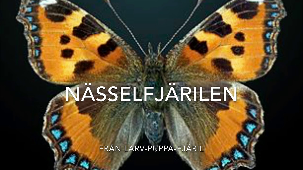 N&auml;sselfj&auml;rilens utveckling