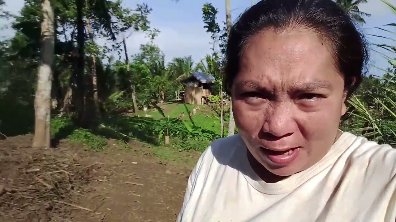 NAG TANIM NANG BULANGHOY SI ONTEM AT NAG KOHA NANG KAHOY 