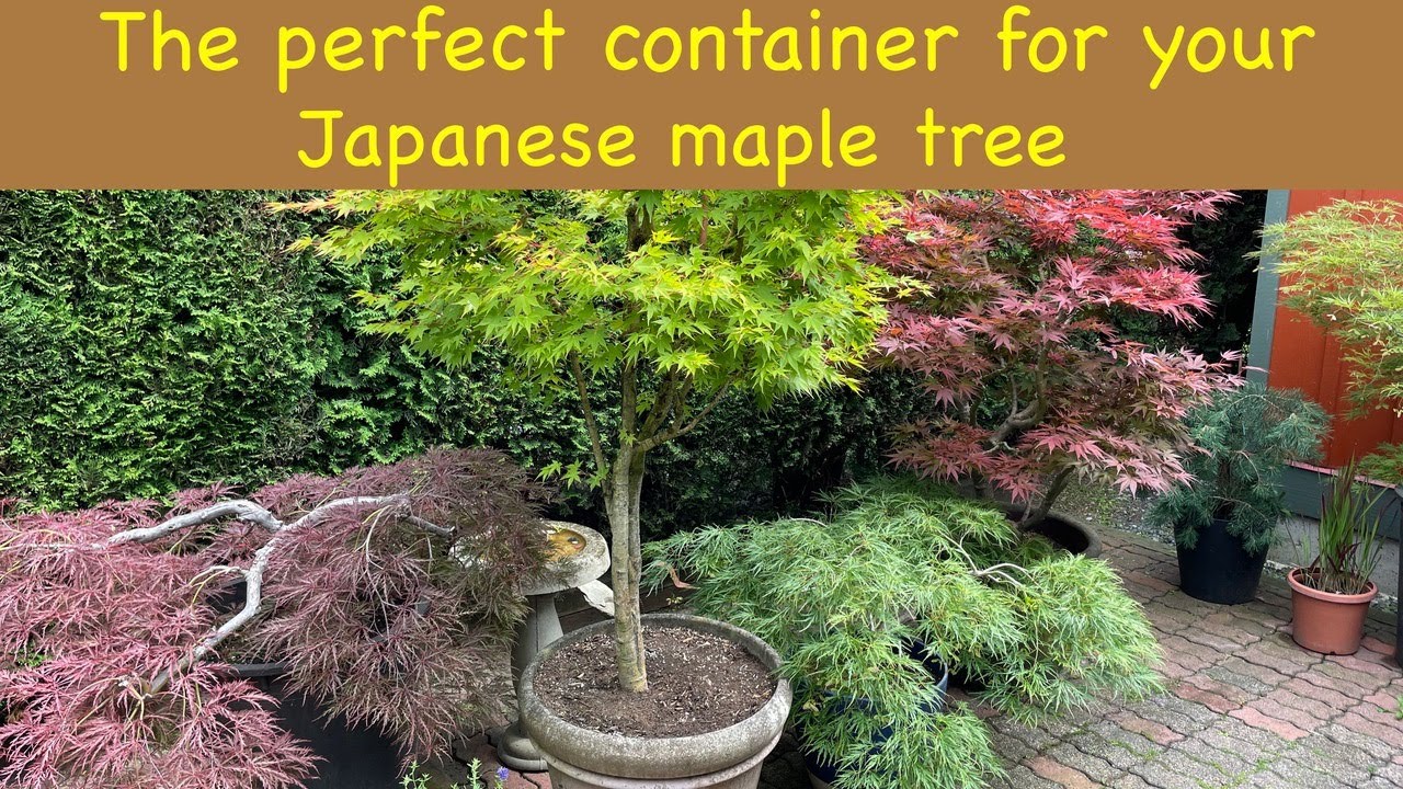 The perfect container for your Japanese maple