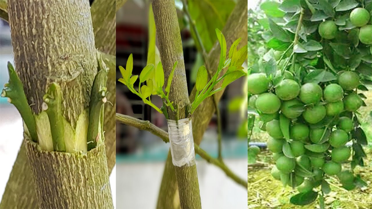 Lemon Grafting Techniques (100% Success) | How To Graft Lemon Tree (Easy grafting) | Bud Grafting