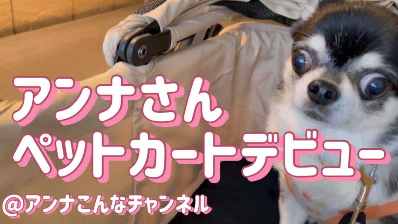 【チワワ】PETTENA（ペテナ）のペットカート「NEWTON」を試してみました🐶🛒
