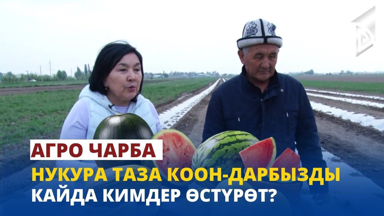 Нукура таза коон-дарбыздар кайсыл жерлерде өстүрүлөт? | Агро Чарба