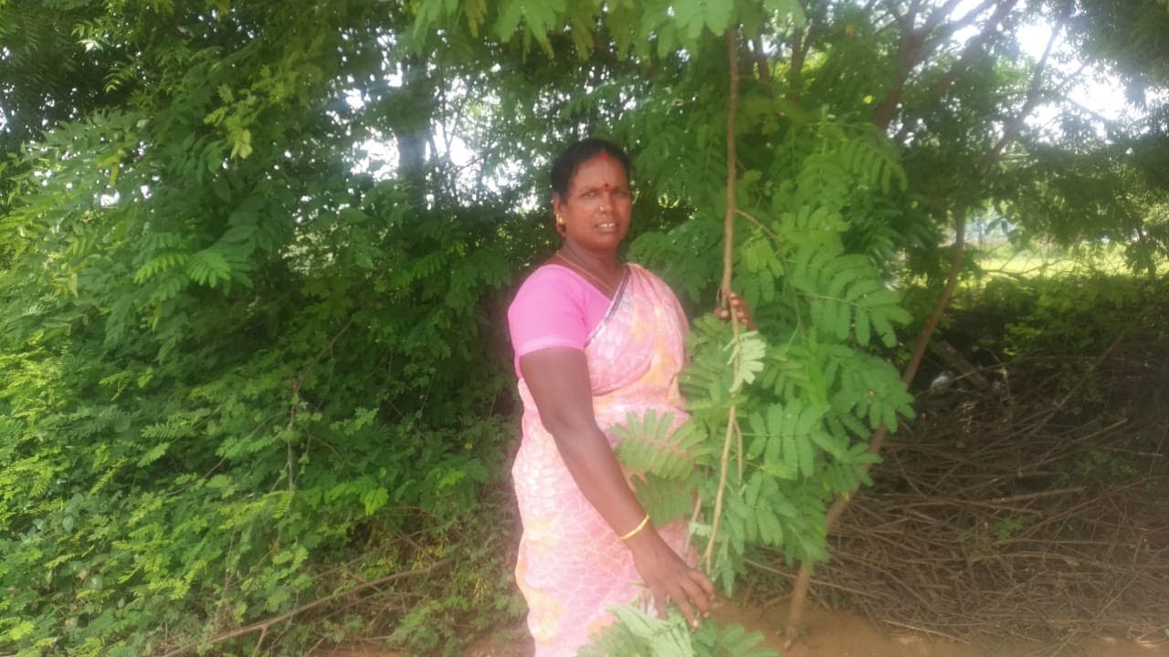 Murungai Keerai Poriyal In Tamil / Murungai Keerai Recipe / Aachi Gramthu Samayal