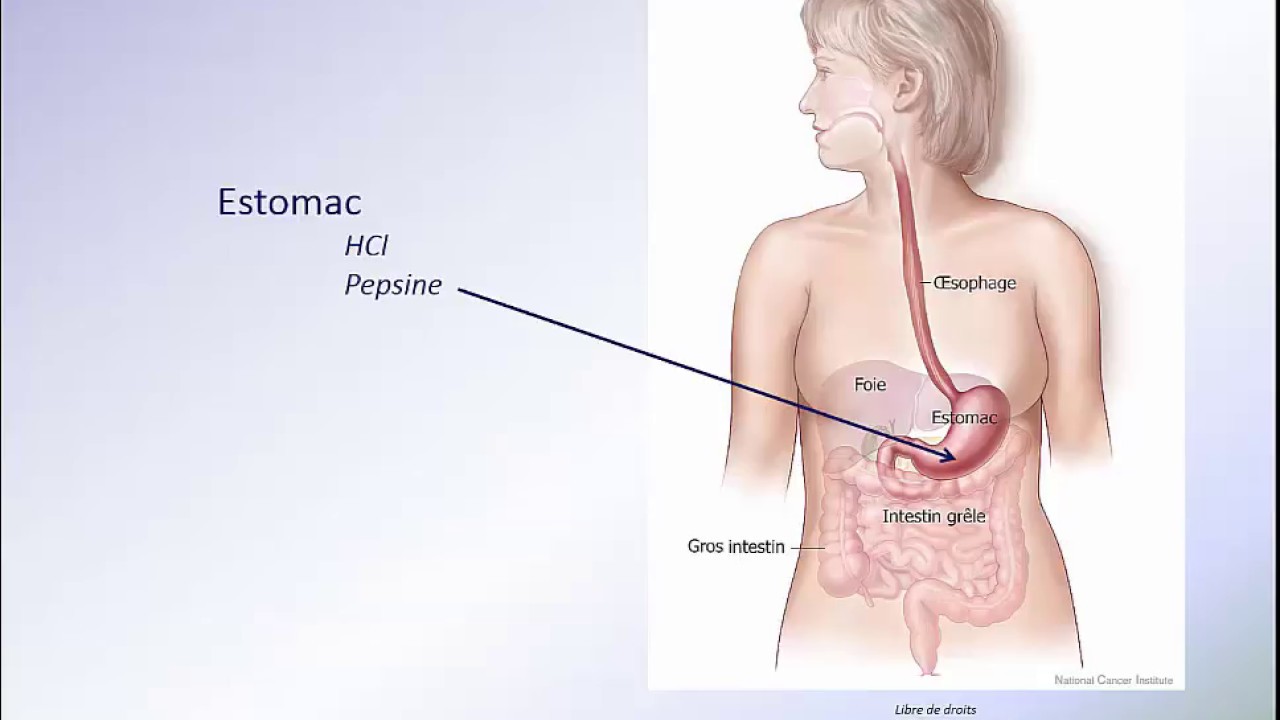Digestion des protéines et absorption des acides aminés