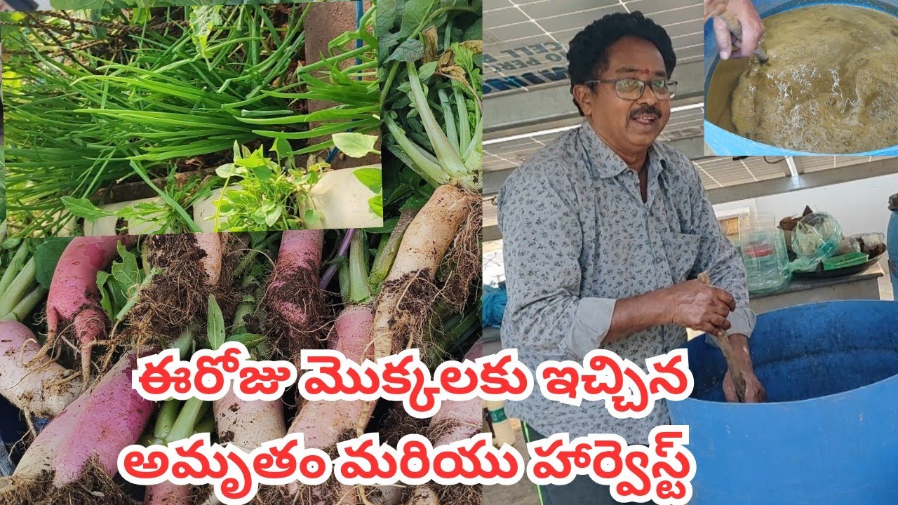 ఈరోజు మొక్కలకి ఇచ్చిన అమృతం మరియు హార్వెస్ట్ #@AadiLakshmiTerraceGarden # jeevamrutam 