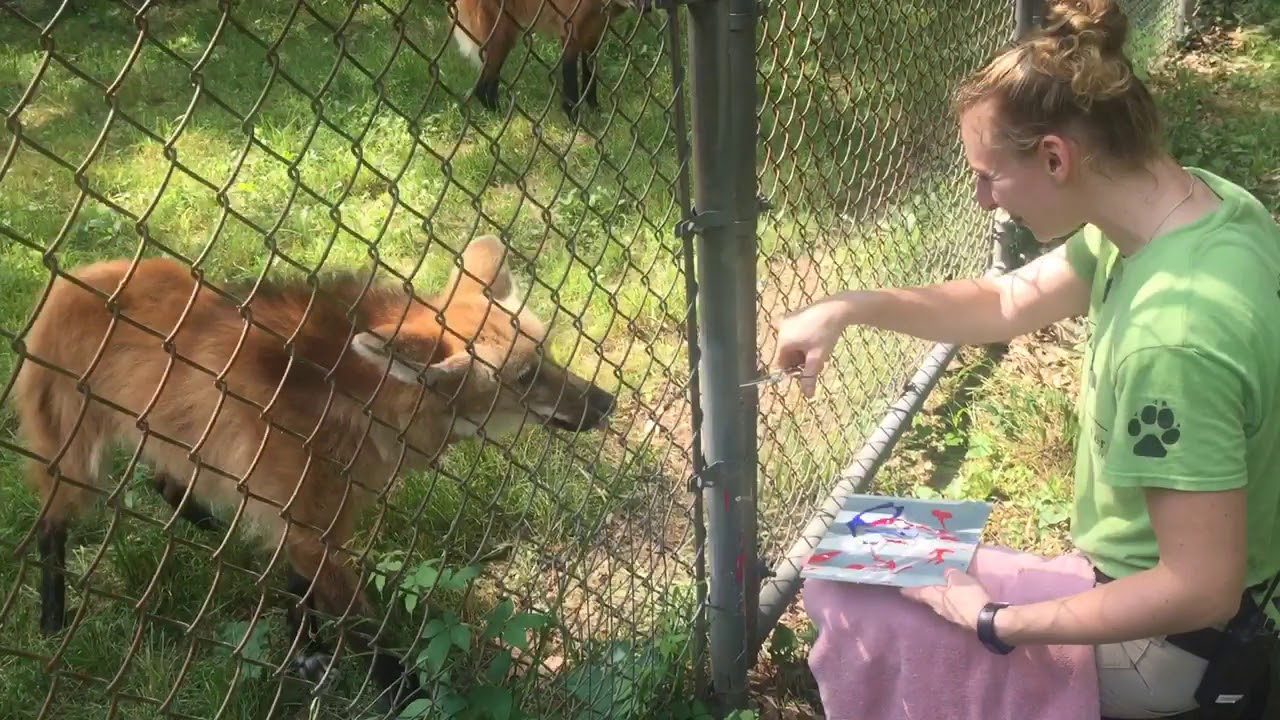 Maned wolves paint at the Endangered Wolf Center