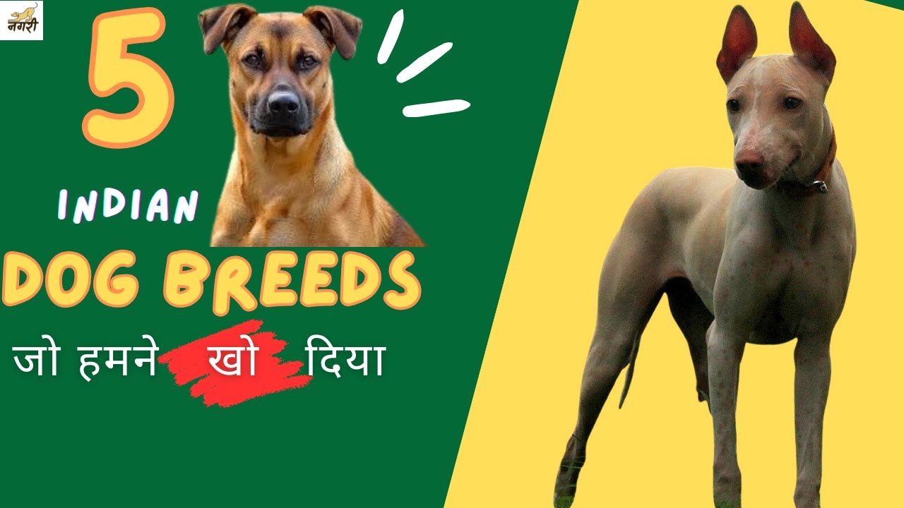 5 Indian Dog Breeds That Are Almost Extinct 🐶 | Rare Desi Dogs