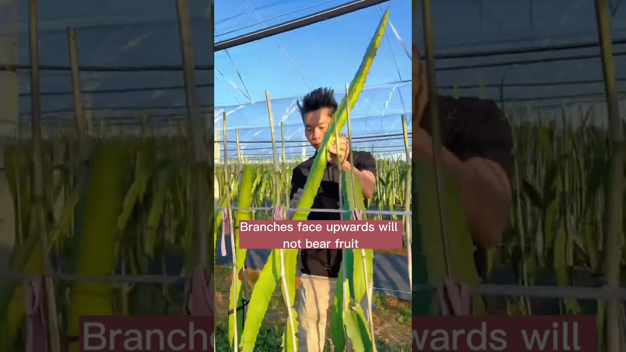 Dragonfruit Branch Bending Techniques #satisfying #short