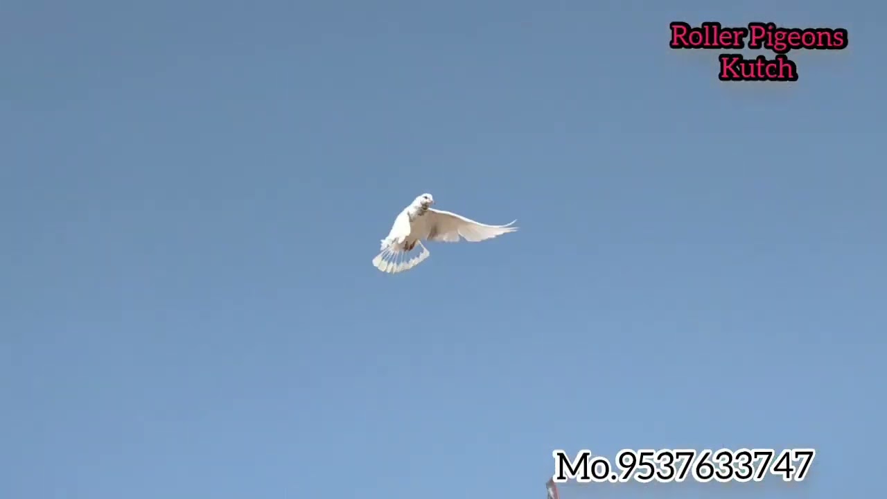 High Flayer Full Udan Faltar Breding Per Tumbler Pigeons | #Roller_Pigeons_Kutch