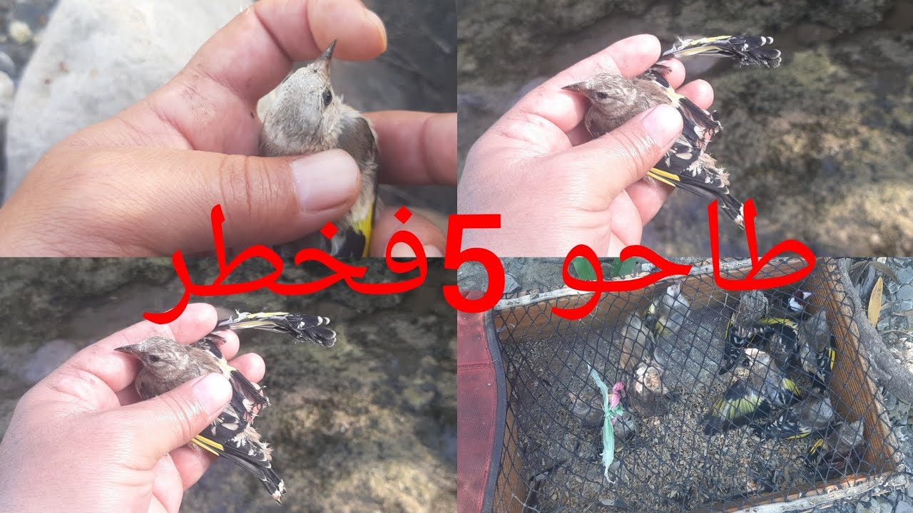 شاهد صيد بكمية صيد فرخ طائر الحسون  بطريقة جهنمية 2025جميل جدا موسم جديد