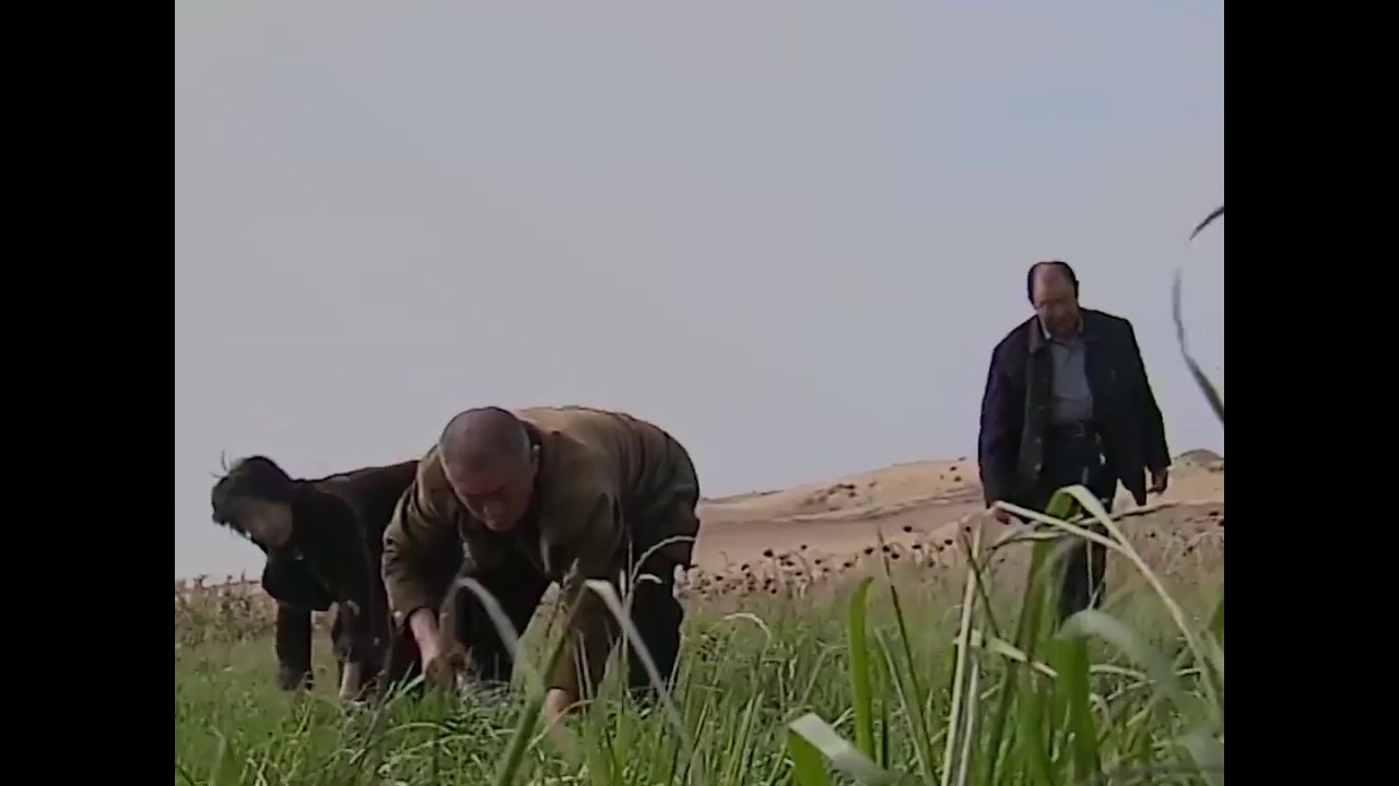 Farmers Growing Crops In The Desert