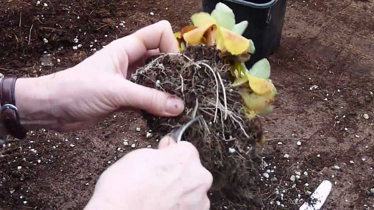 Dividing  auriculas
