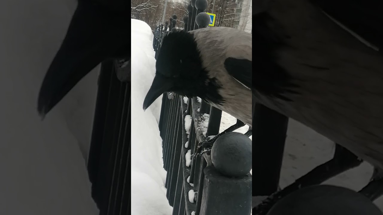 Passler doing some tricks #crow / Кривляка Пасслер #вороны